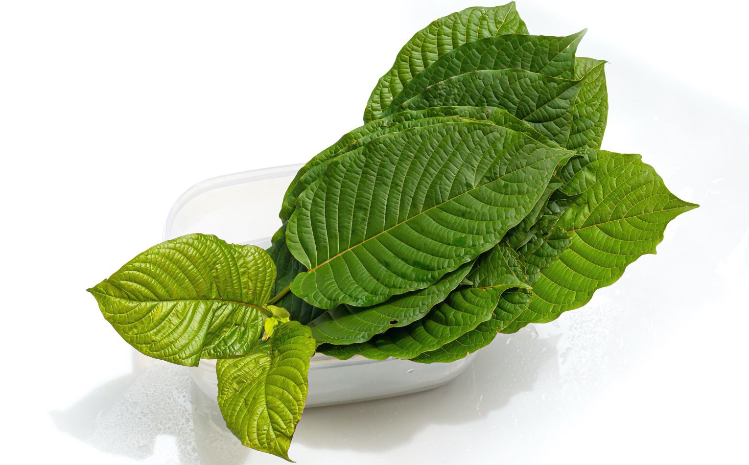 kratom rozvoz